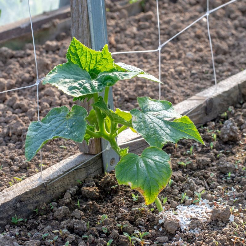 Water Cucumber Plants Deeply Right After Planting