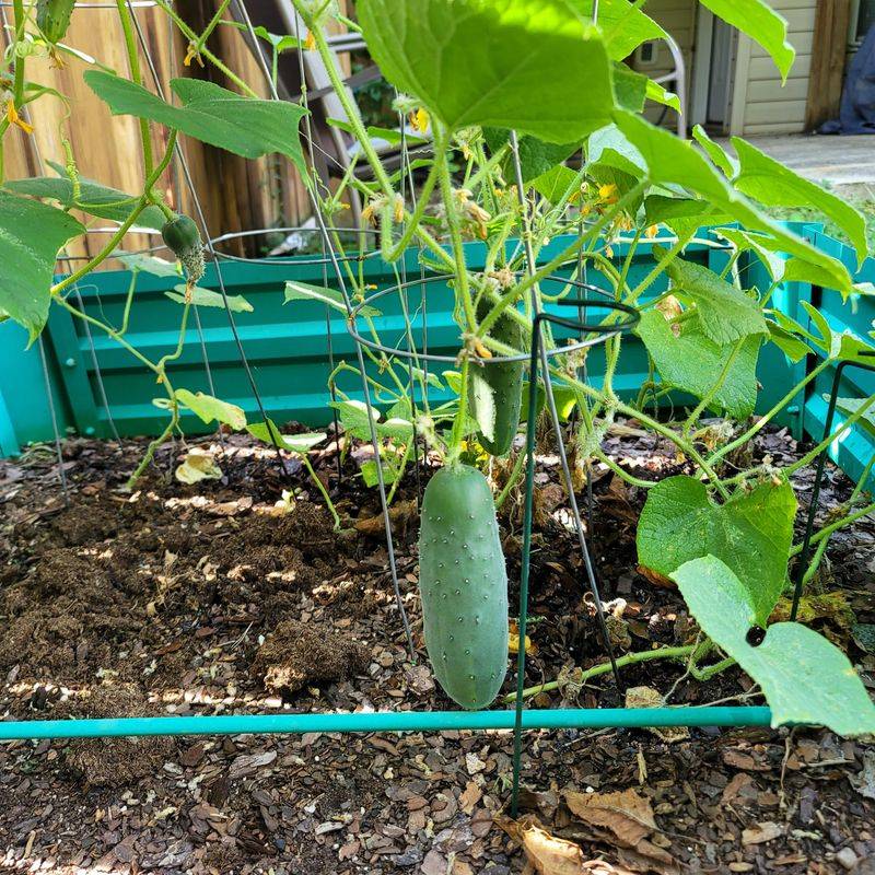 Water Deep, Feed Smart, And Always Mulch