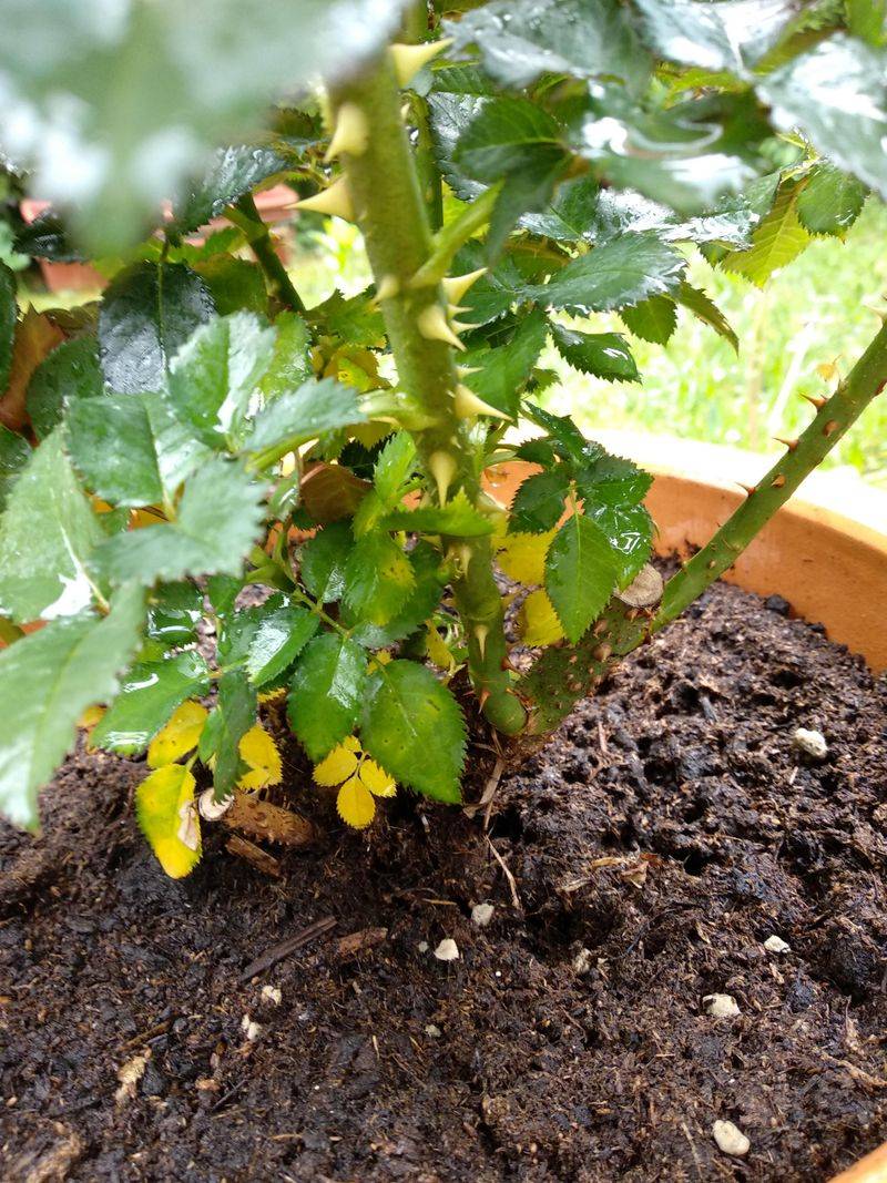 Water Deeply At The Base, Not The Leaves Water Deeply At The Base, Not The Leaves