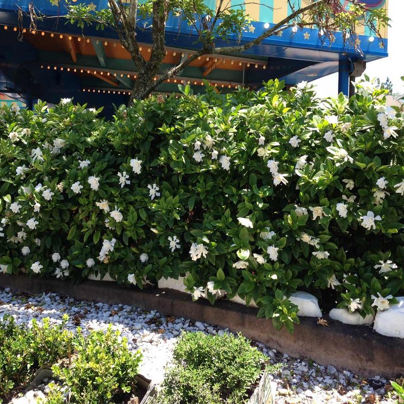 Water Deeply Before Dry Spells Stress The Shrub