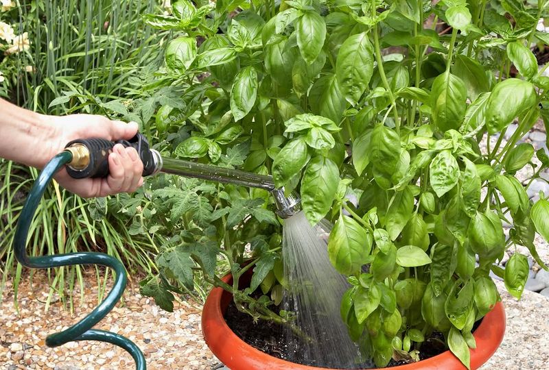 Water Deeply But Let Soil Dry Slightly Between