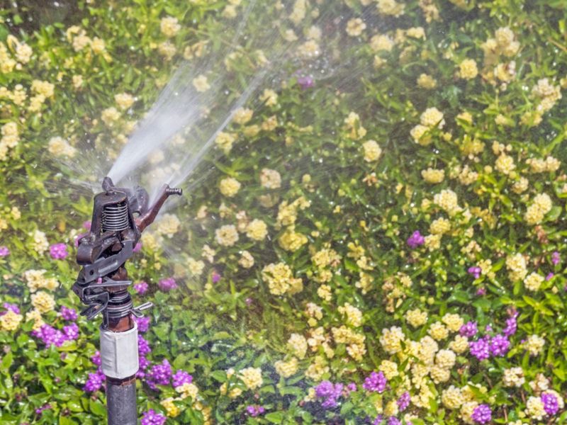 Water Deeply But Let The Soil Dry Out A Little Between Sessions