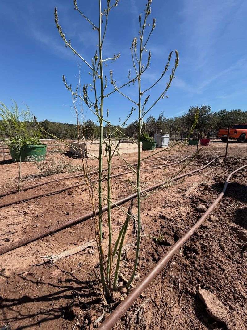 Water Deeply During Dry Spring Weather
