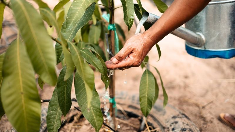 Water During Dry Spells Without Soaking The Soil