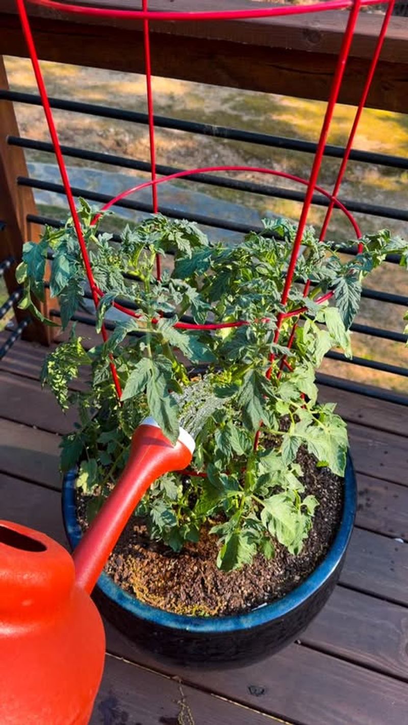 Water Frequently And Keep Moisture Even