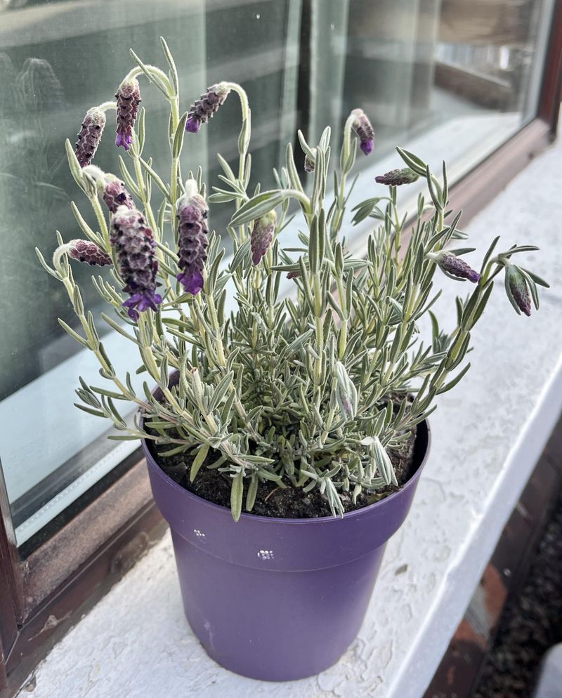 Water Less Often Than Your Other Potted Plants