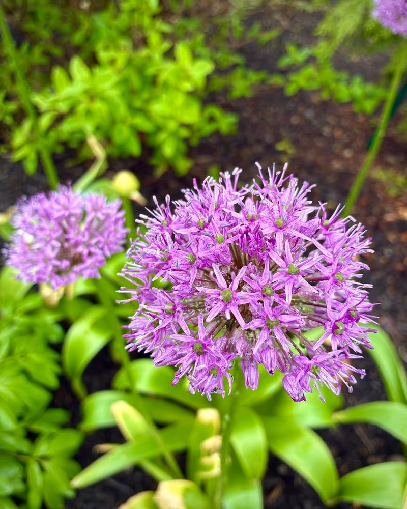 Water Lightly After Planting And Avoid Soggy Soil