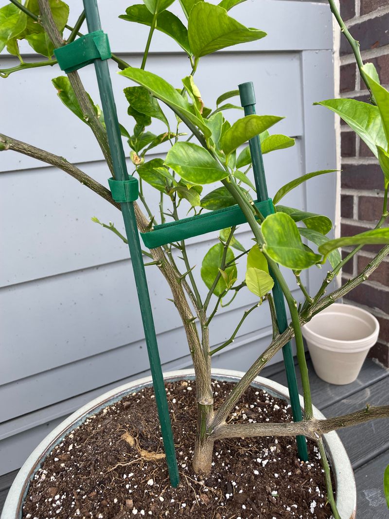 Water Lightly Until Strong Roots Begin Forming Water Lightly Until Strong Roots Begin Forming