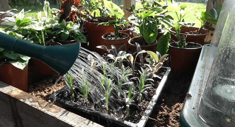 Water Lightly Without Soaking The Soil Water Lightly Without Soaking The Soil