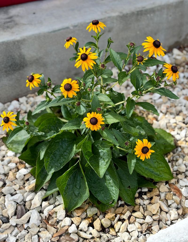 Water New Plants Until Their Roots Settle