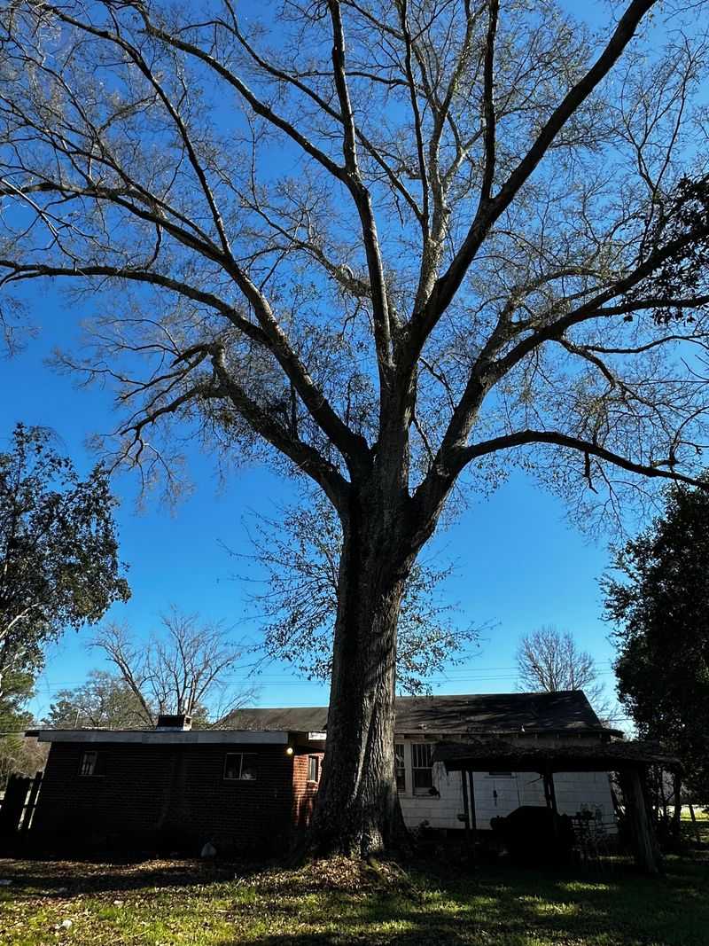 Water Oak Becomes Riskier As It Ages Water Oak Becomes Riskier As It Ages