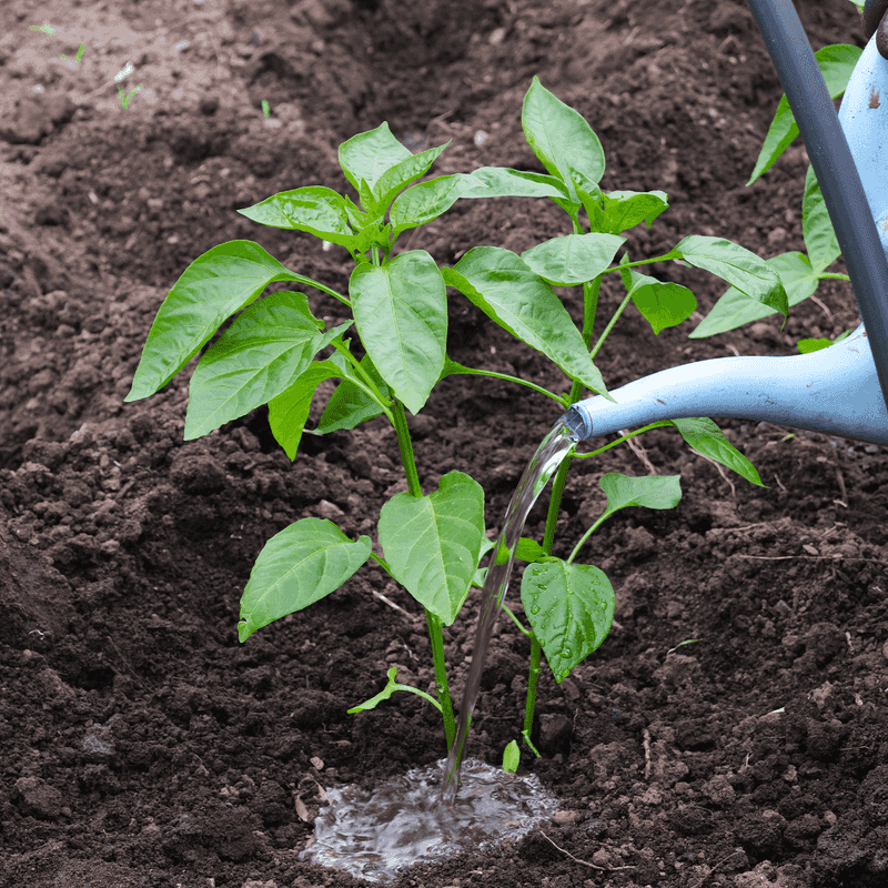Water Plants Well After Topping