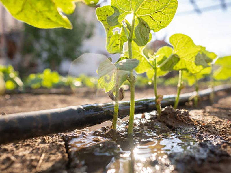 Water Plants Without Feeding Weeds