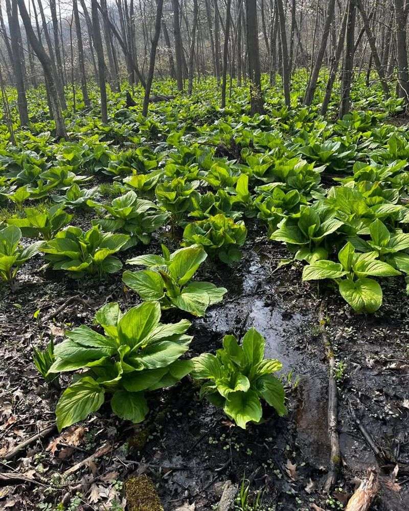 Water Pools Around Plants After Heavy Rain