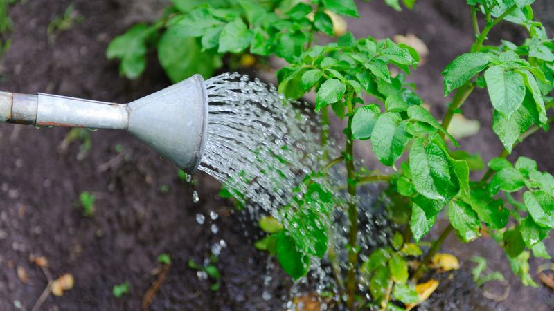 Water Regularly But Do Not Let The Soil Stay Wet