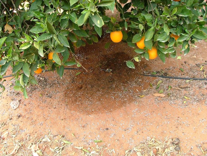 Water Slowly So Moisture Reaches Deep Root Zones