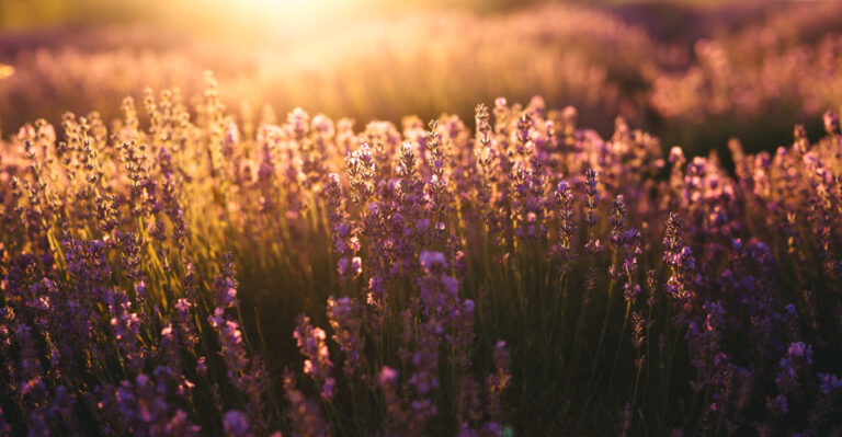 Water-Smart Perennials That Thrive In Colorado Gardens