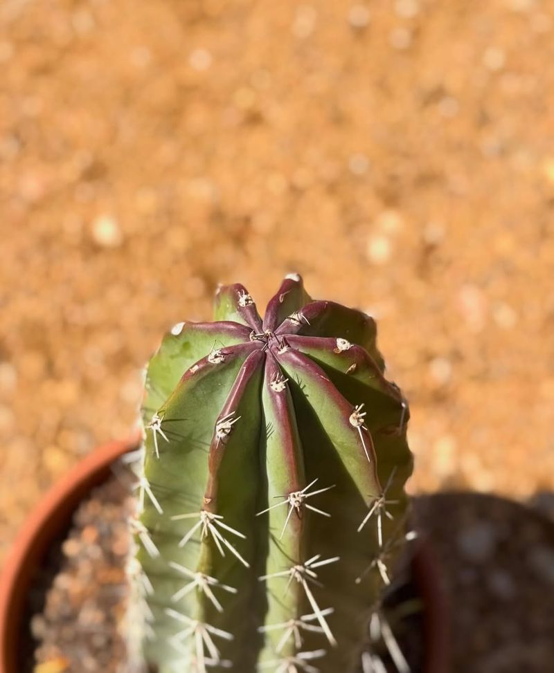 Water Stress Often Becomes More Visible In Late Spring