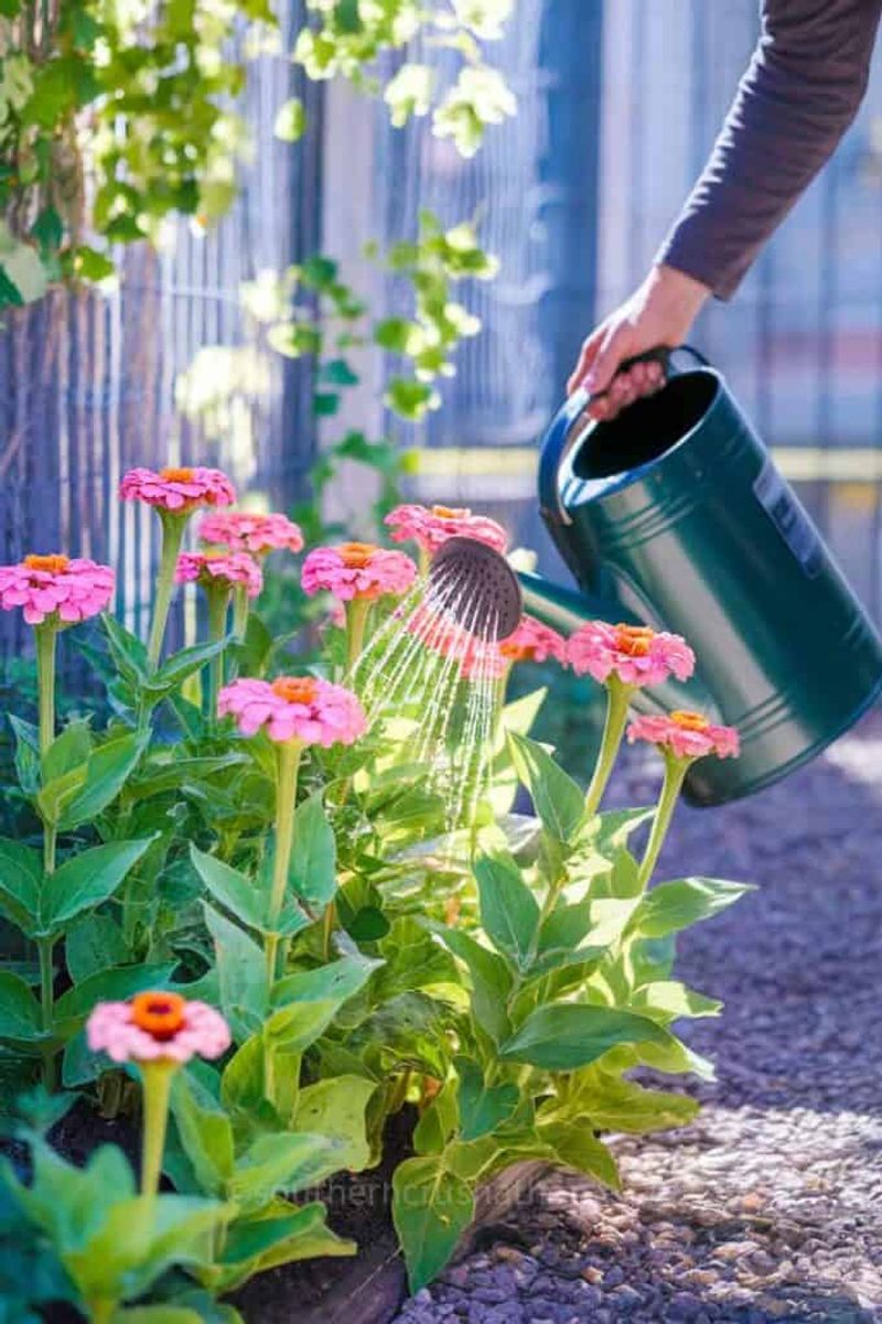 Water The Soil Instead Of Soaking The Leaves