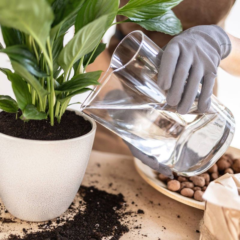 Water Thoroughly When Soil Is Dry