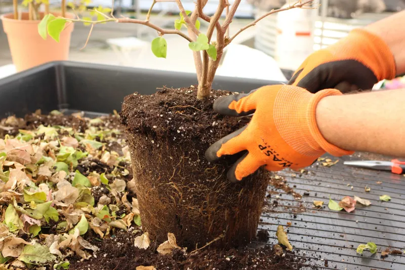 Avoid Big Root Disturbance Before Peak Heat