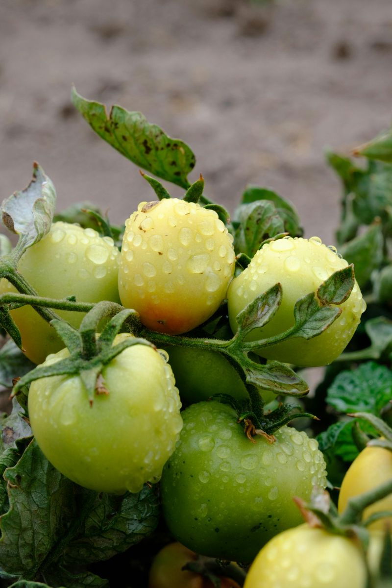 Watering After A Dry Spell Shocks The Fruit