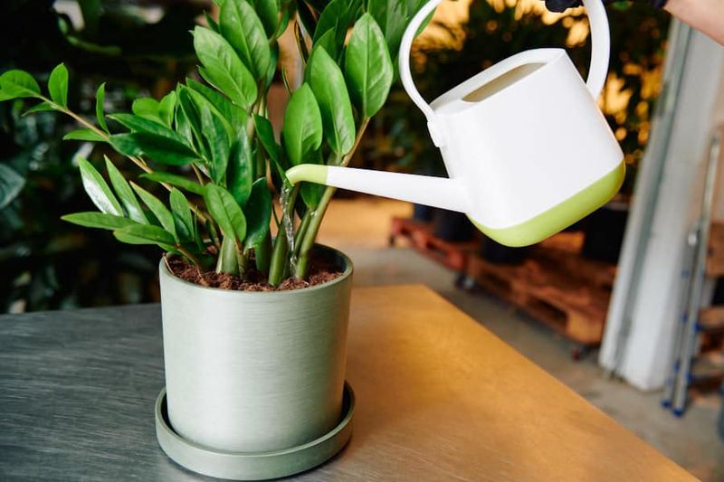 Watering And Maintenance: How To Care For Your ZZ Plant