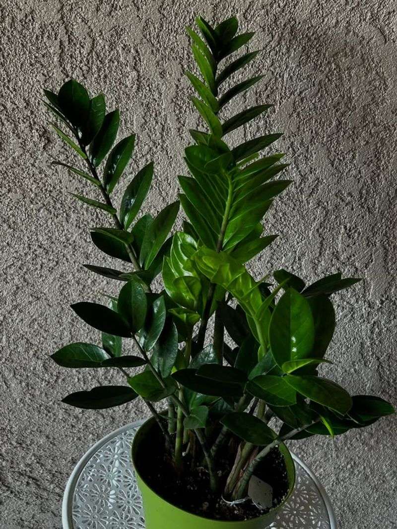 Watering And Soil Needs For A Thriving ZZ Plant