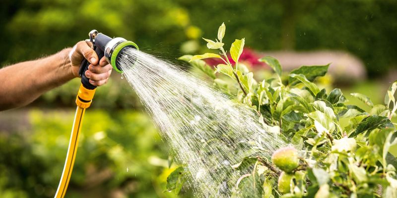 Watering At The Wrong Time Of Day