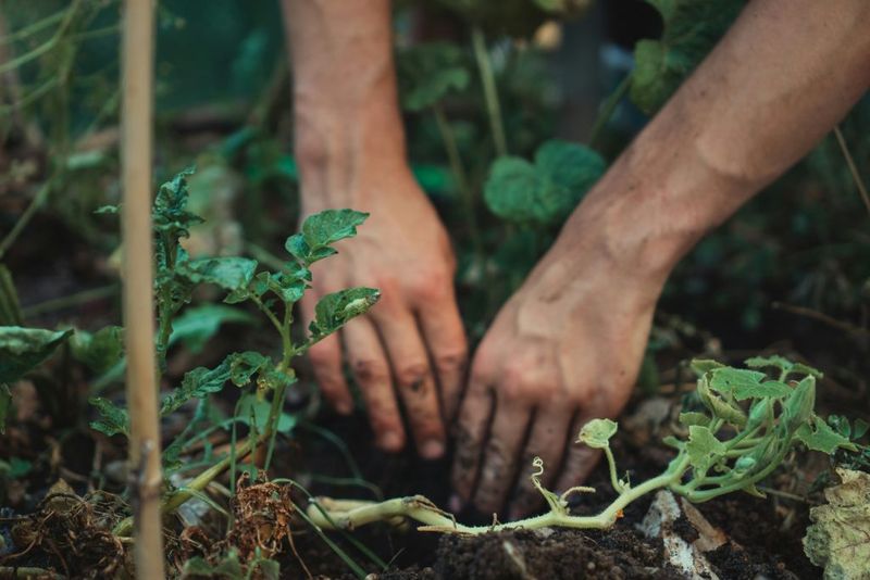 Watering By The Calendar Instead Of The Soil