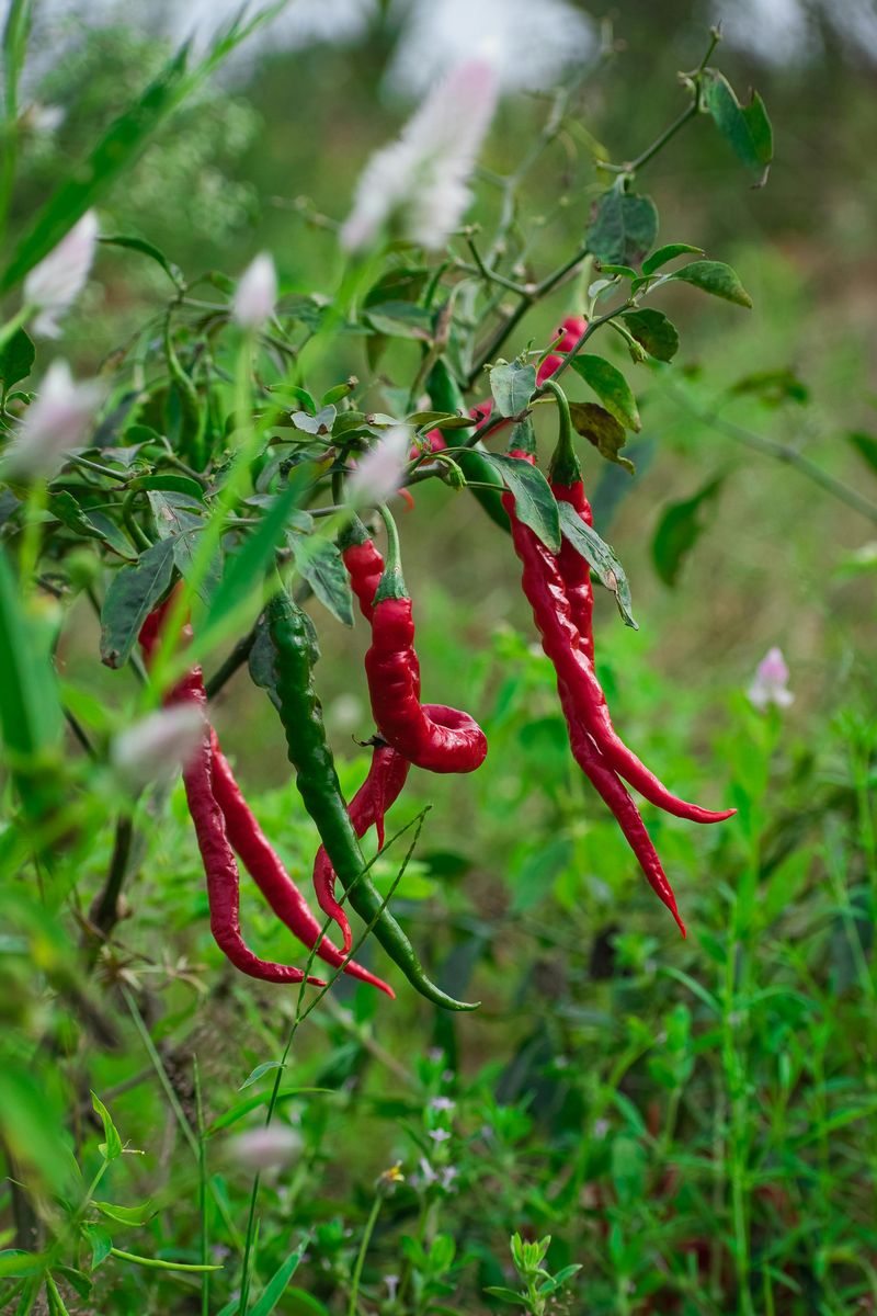 Watering Mistakes That Cost You Peppers