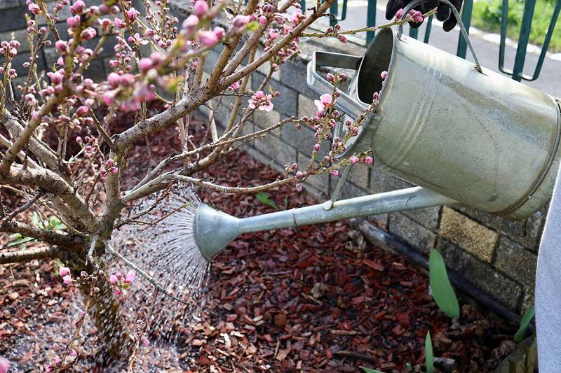 Watering Shallowly In Hot Weather