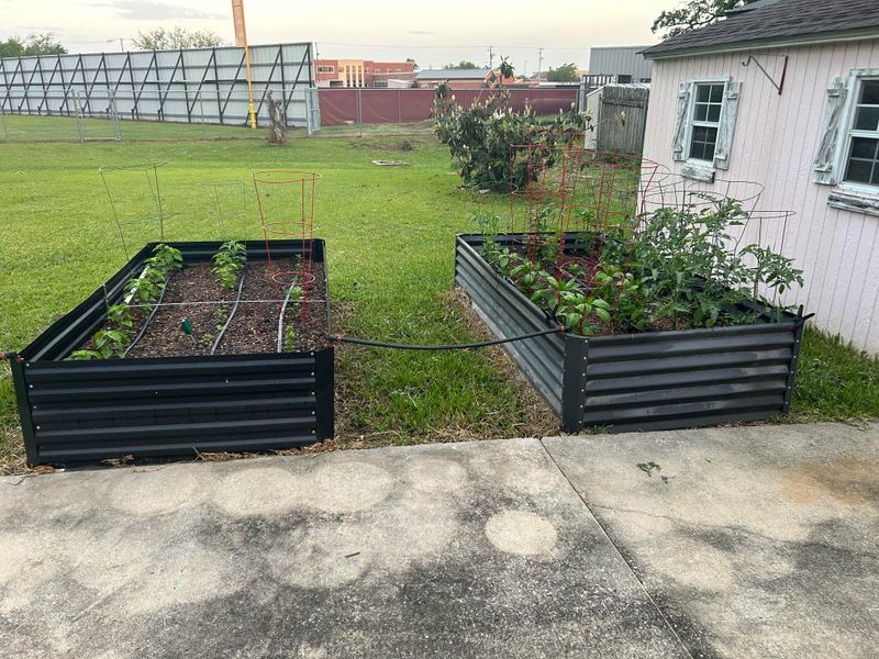 Watering Shallowly Instead Of Training Deep Roots Watering Shallowly Instead Of Training Deep Roots