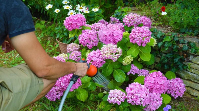 Watering The Leaves Instead Of The Roots