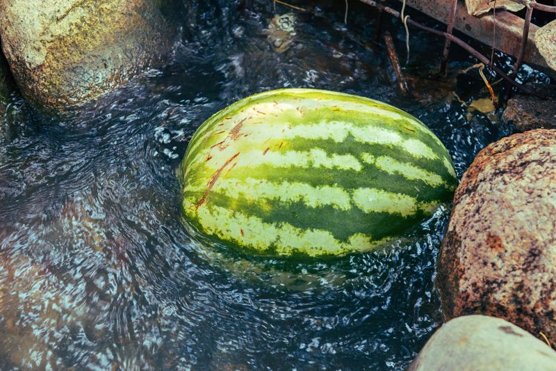 Watering Too Close To Harvest Swells Fruit Watering Too Close To Harvest Swells Fruit
