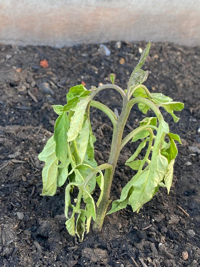 Watering Too Deeply During Cooler Spring Weeks
