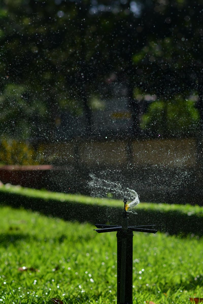 Watering Too Often But Too Lightly Watering Too Often But Too Lightly