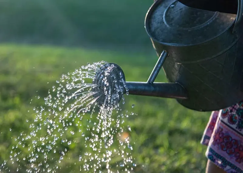 Watering Too Shallowly