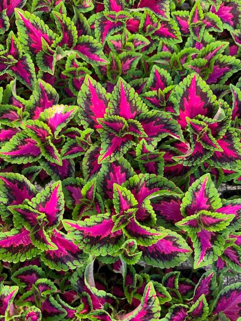 Watermelon Pink + Dark Green Coleus