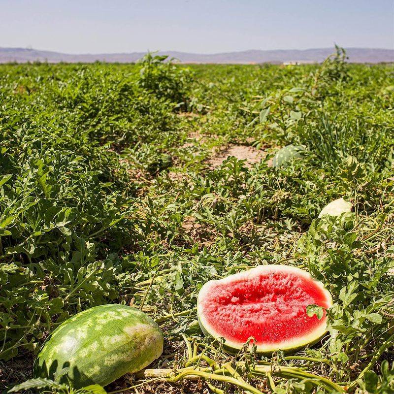 Watermelon