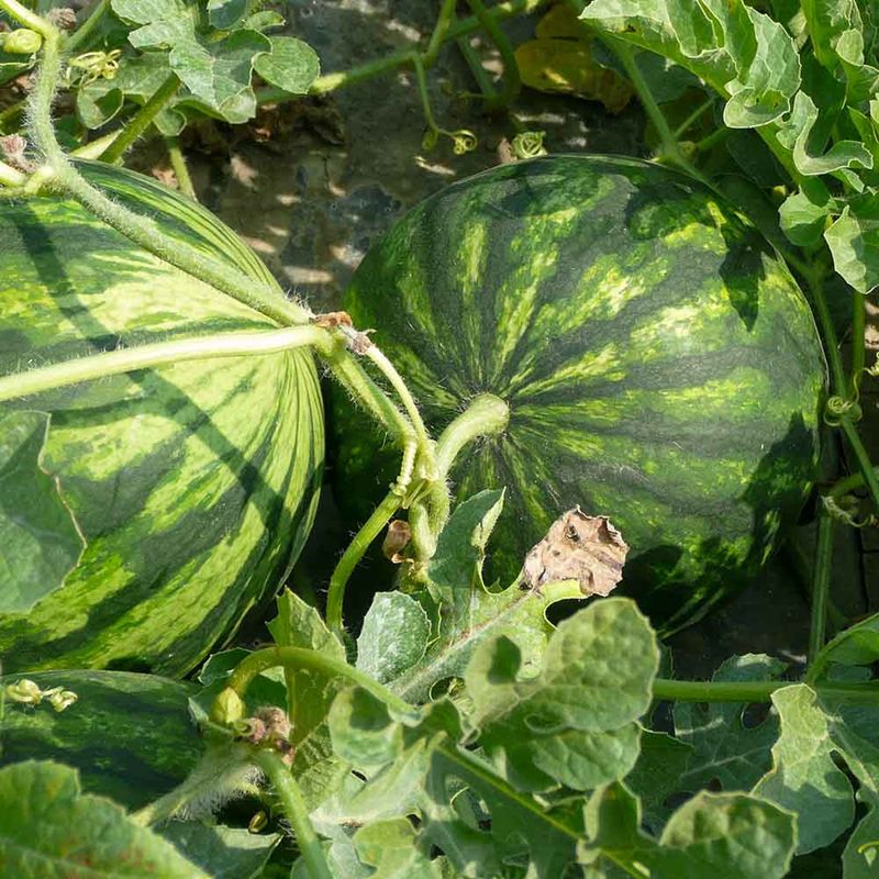 Watermelons (Citrullus lanatus)