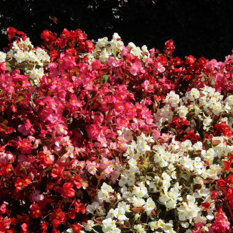 Wax Begonia For Easy Warm-Season Color
