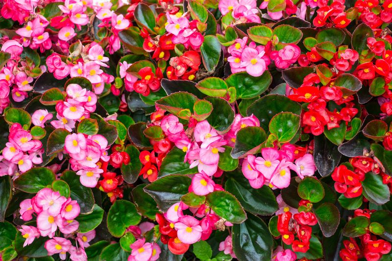 Wax Begonias Keep Beds Looking Neat And Colorful