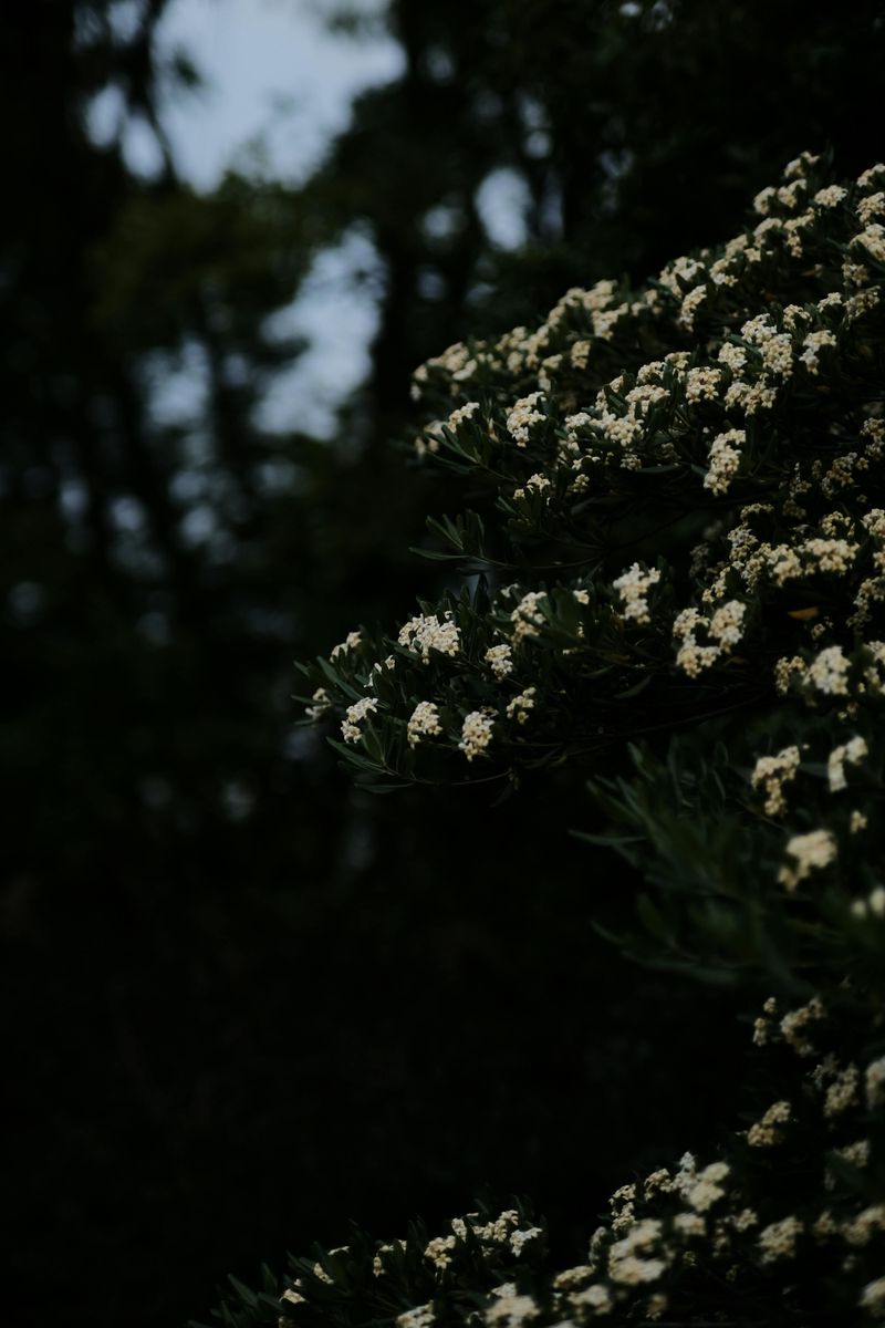 Wax Myrtle
