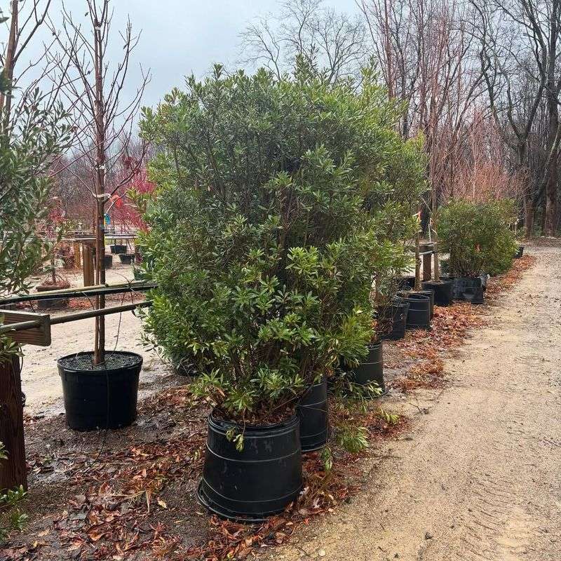 Wax Myrtle Wax Myrtle