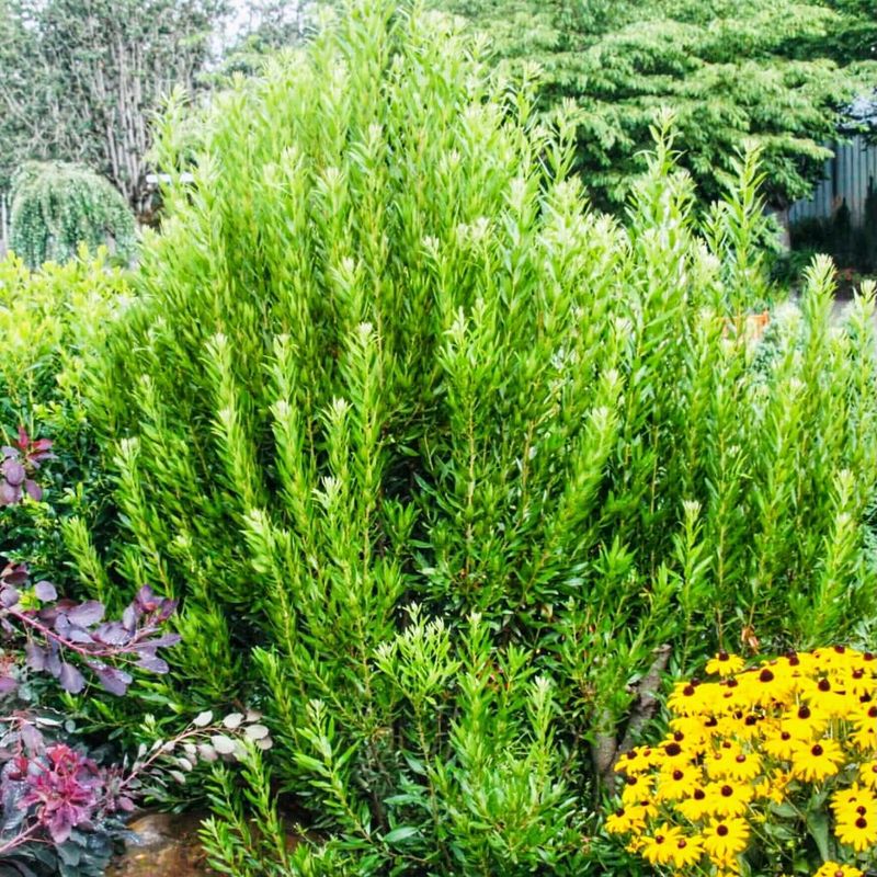 Wax Myrtle Wax Myrtle
