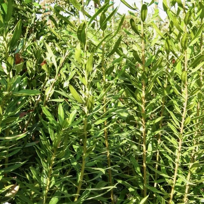 Wax Myrtle Wax Myrtle