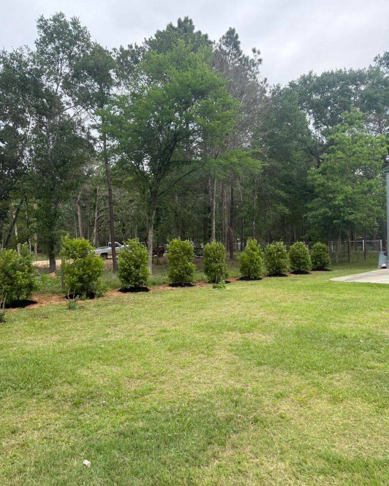 Wax Myrtle Fills A Fence Line Fast Wax Myrtle Fills A Fence Line Fast