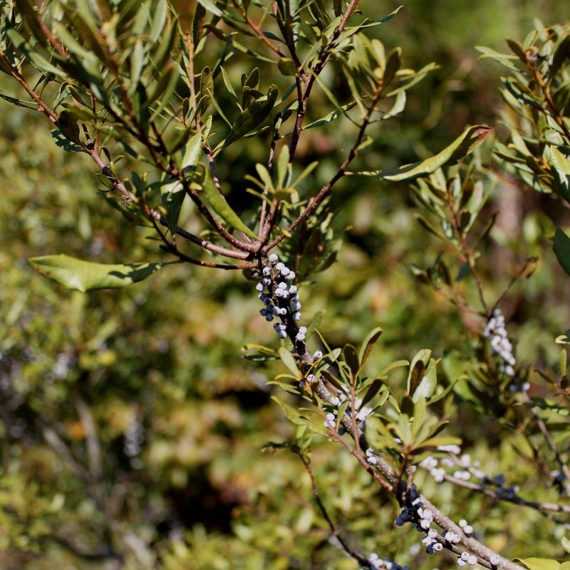 Wax Myrtle Grows Fast And Fills In Gaps Quickly