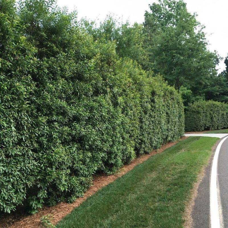 Wax Myrtle Grows Quickly And Softly Screens